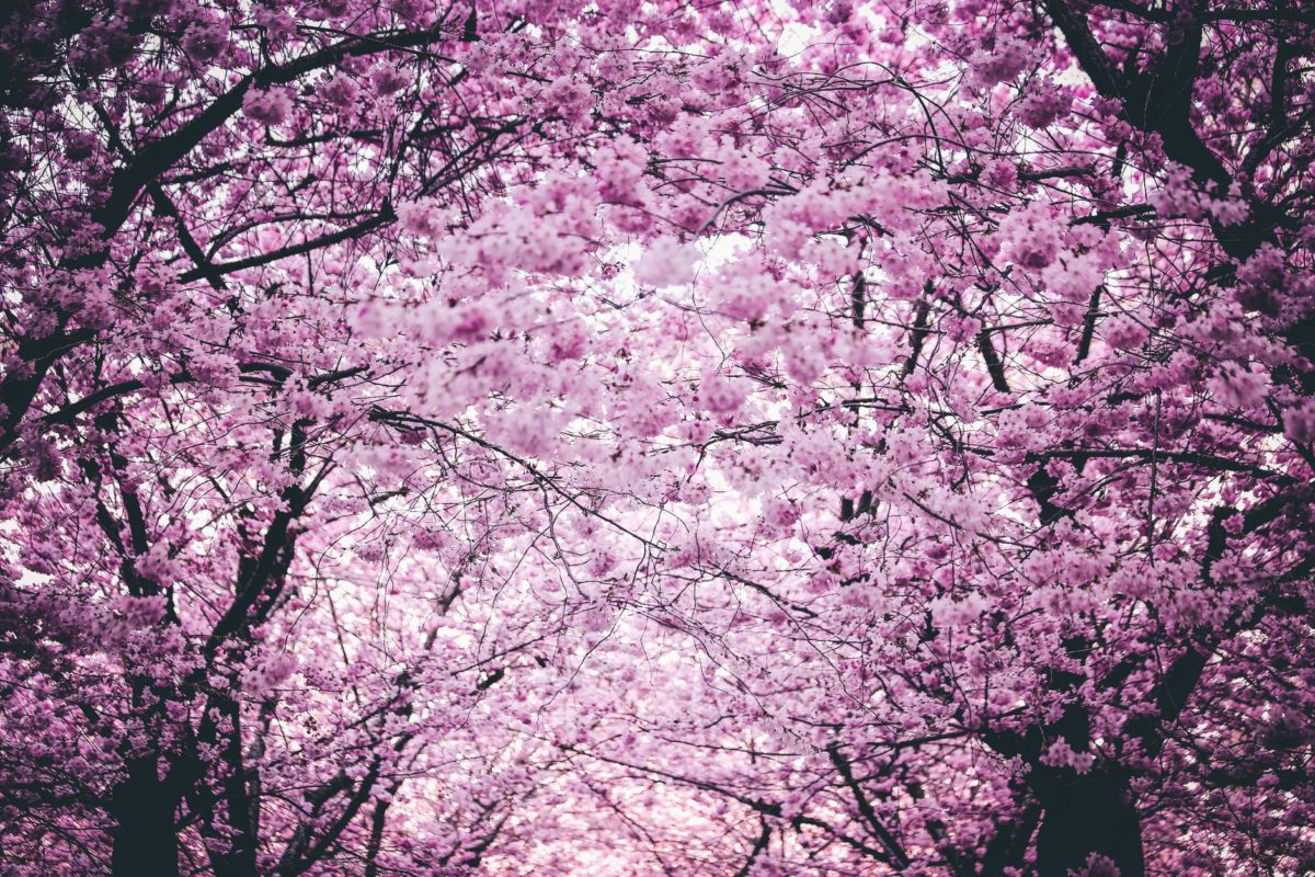 pink flowers on trees