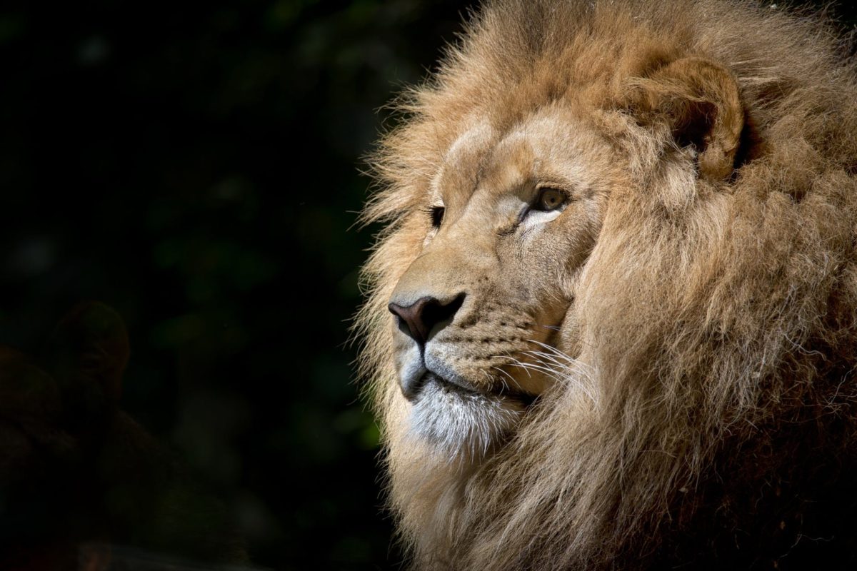 close up photography of brown lion