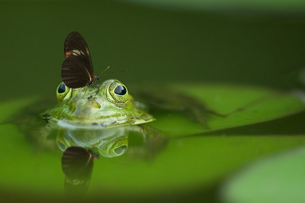long wing butterfly on frog head soak on water
