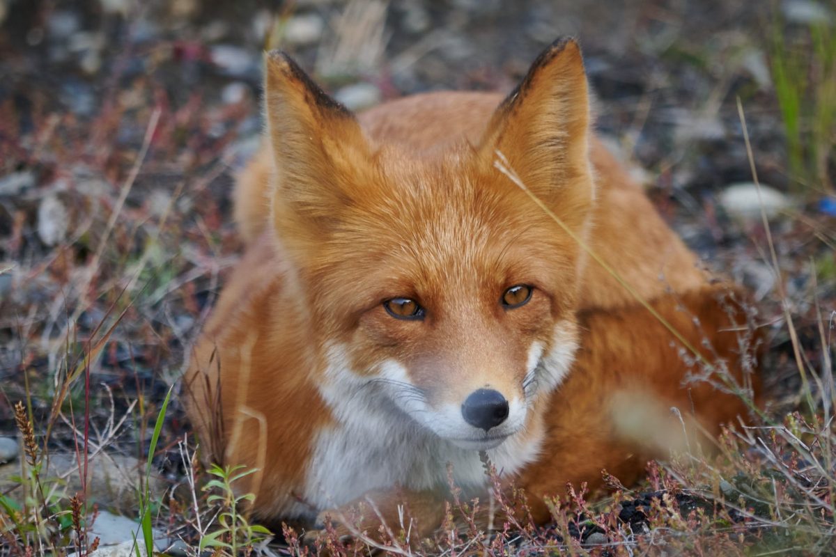fox lying down on grass